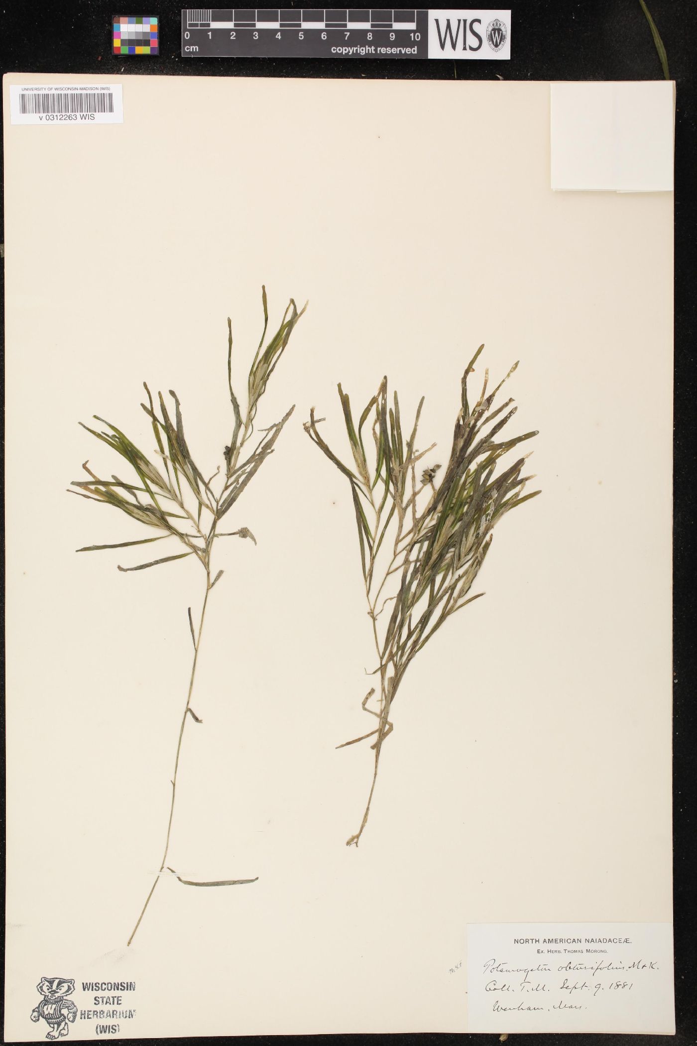 Potamogeton oblongus image